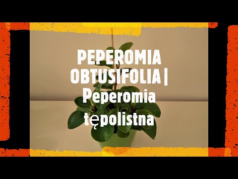 Video: Peperomia Bạc