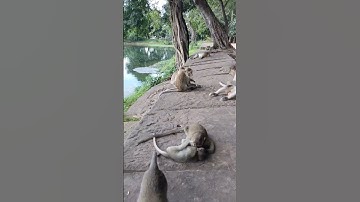 It hurts, do not bite #monkey #shorts
