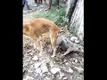 Dog And Pig Mating Together 2018 | Funny Animals Mating