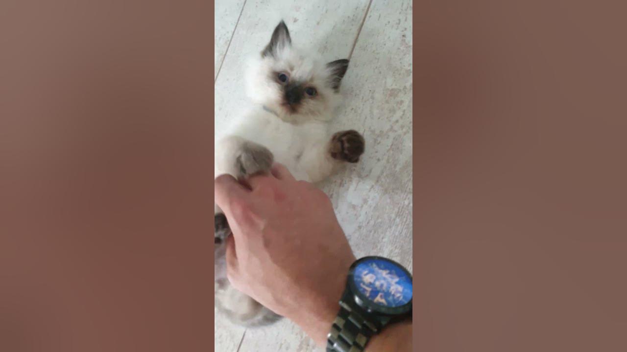 super-cute-kitten-does-hands-up-move-youtube