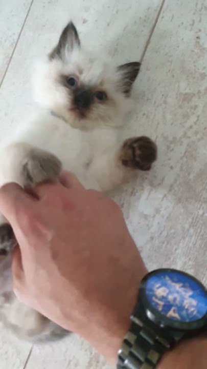 super-cute-kitten-does-hands-up-move-youtube