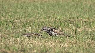1081115溼地歐洲椋鳥-4