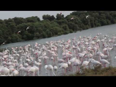 ras al khor wildlife sanctuary