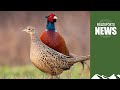 How defra is trying to kill off gamebirds  fieldsports news 21 june 2023