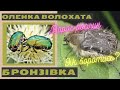 Шкідники троянд та інших квітучих рослин - Оленка Волохата та бронзівка. Як з ними боротись?