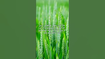 الآية 261 .سورة البقرة #القرآن الكريم