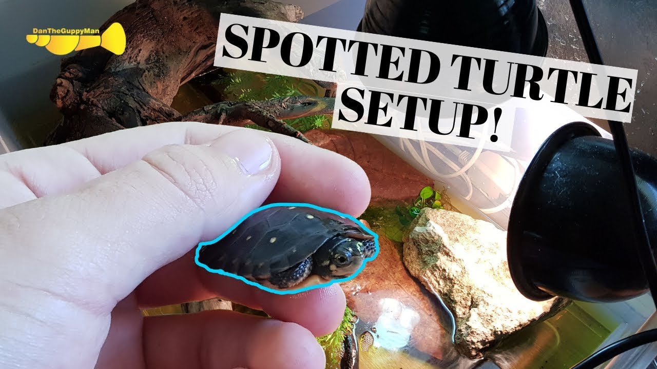baby turtles for sale New ENDANGERED Baby Turtle!! | Spotted Turtle Enclosure