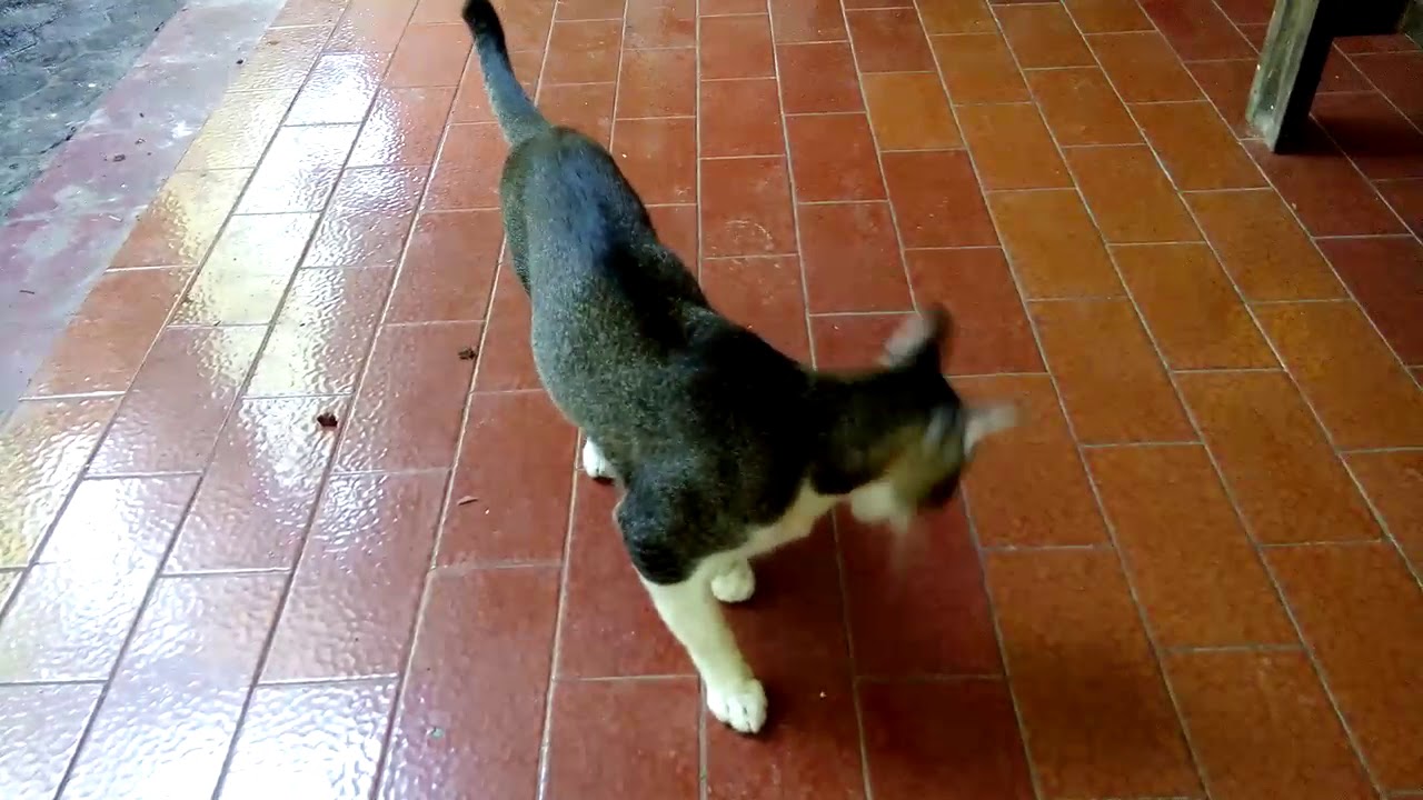Kucing sedang Ingin bercinta - YouTube