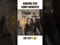 Top 5 Dog Funniest Moments!Get Ready To Laugh With This Pets! 🤣🤣