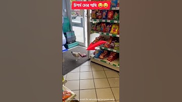 See how intelligent seagulls are 😱😱 #intelligent #seagull