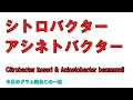 今日のグラム染色この一枚 Citrobacter koseriによる尿路感染症と思ったらAcinetobacter baumanniiの菌血症