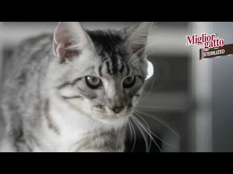 Video: Quali Gatti Sono Presenti Nelle Pubblicità?