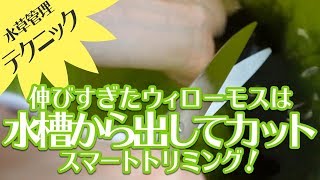 【水草トリミング】ウィローモスは水槽の外でカットしよう！