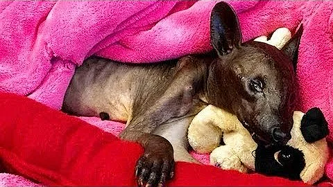 Mystery Animal Identified in Florida, Died Soon Af...