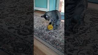 Playful and funny Max😸 #funnyvideo
