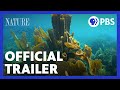 Treasure of the Caribbean | Official Trailer | NATURE | PBS