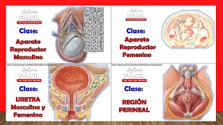 MALE AND FEMALE REPRODUCTIVE SYSTEM, URETHRA AND PERINEE, How to Access the classes?