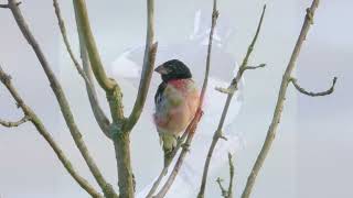 Rose breasted Grosbeak