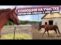 Лошадь в своей домашней конюшне