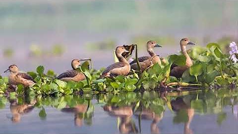 Duck call mp3
