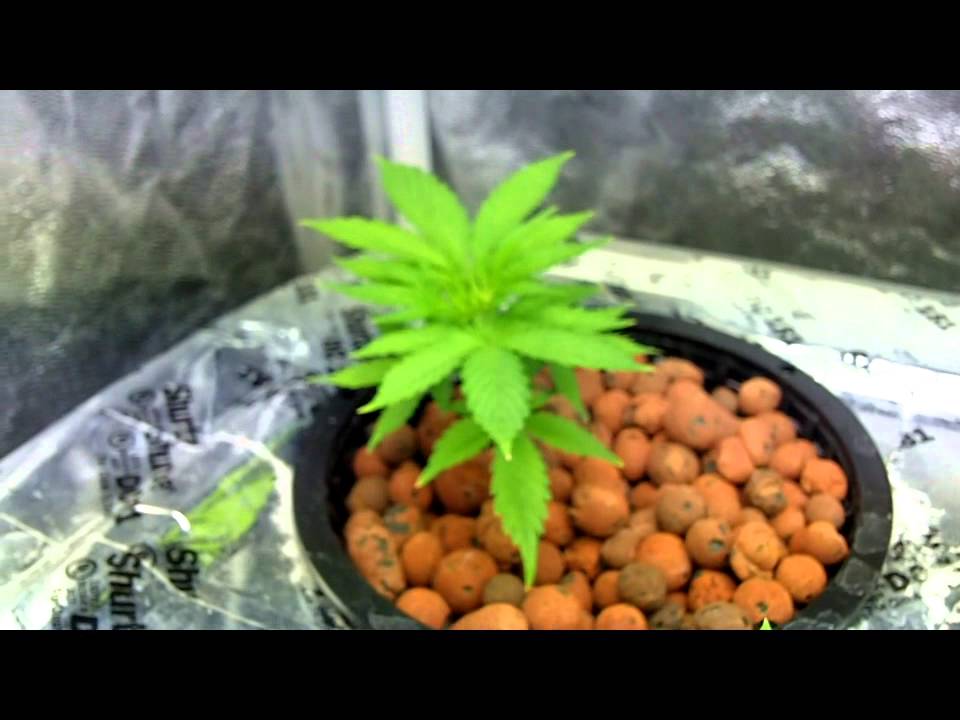 Clones: Day 1 to 21