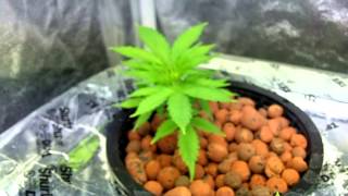 Clones: Day 1 to 21
