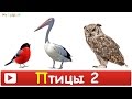 [ ПТИЦЫ для ДЕТЕЙ 2 часть ] с ГОЛОСАМИ. Развивающие ВИДЕО про птиц для детей в HD