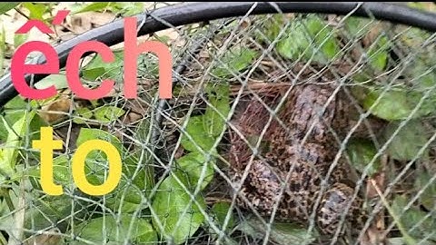 Trúng mánh ếch to, lươn, cá trê, cá lóc, rô đồng...