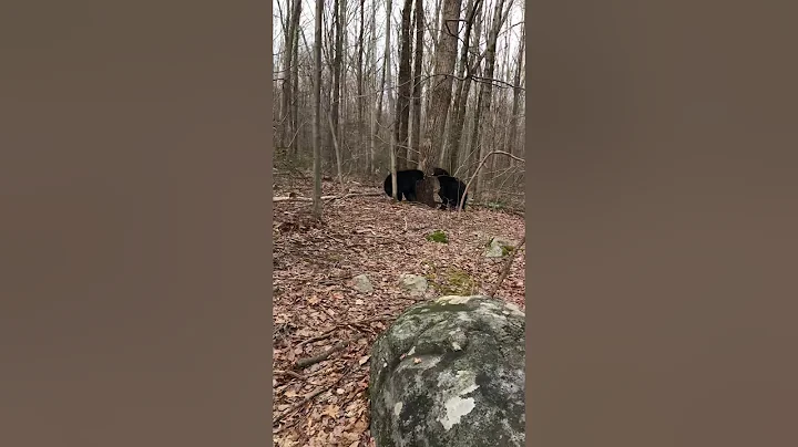 Black Bear Fight in the Woods