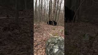 Black Bear Fight in the Woods
