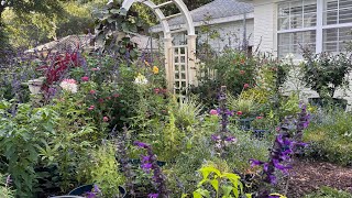 Sunday Morning Garden Tour May 24th 2026 Zone 9a - Larkspur and Hummingbirds
