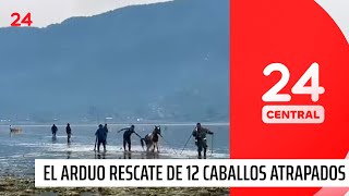El arduo rescate de doce caballos atrapados en la Laguna Aculeo