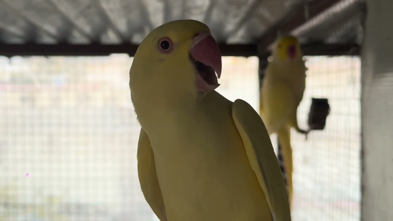 Parrots setup First aviary visit MA SHA ALLAH 