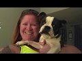 6mo Boston Terrier Racer~ Best Boston Terrier Trainers Phoenix 6mo Boston Terrier Racer~ Best Boston Terrier Trainers Phoenix