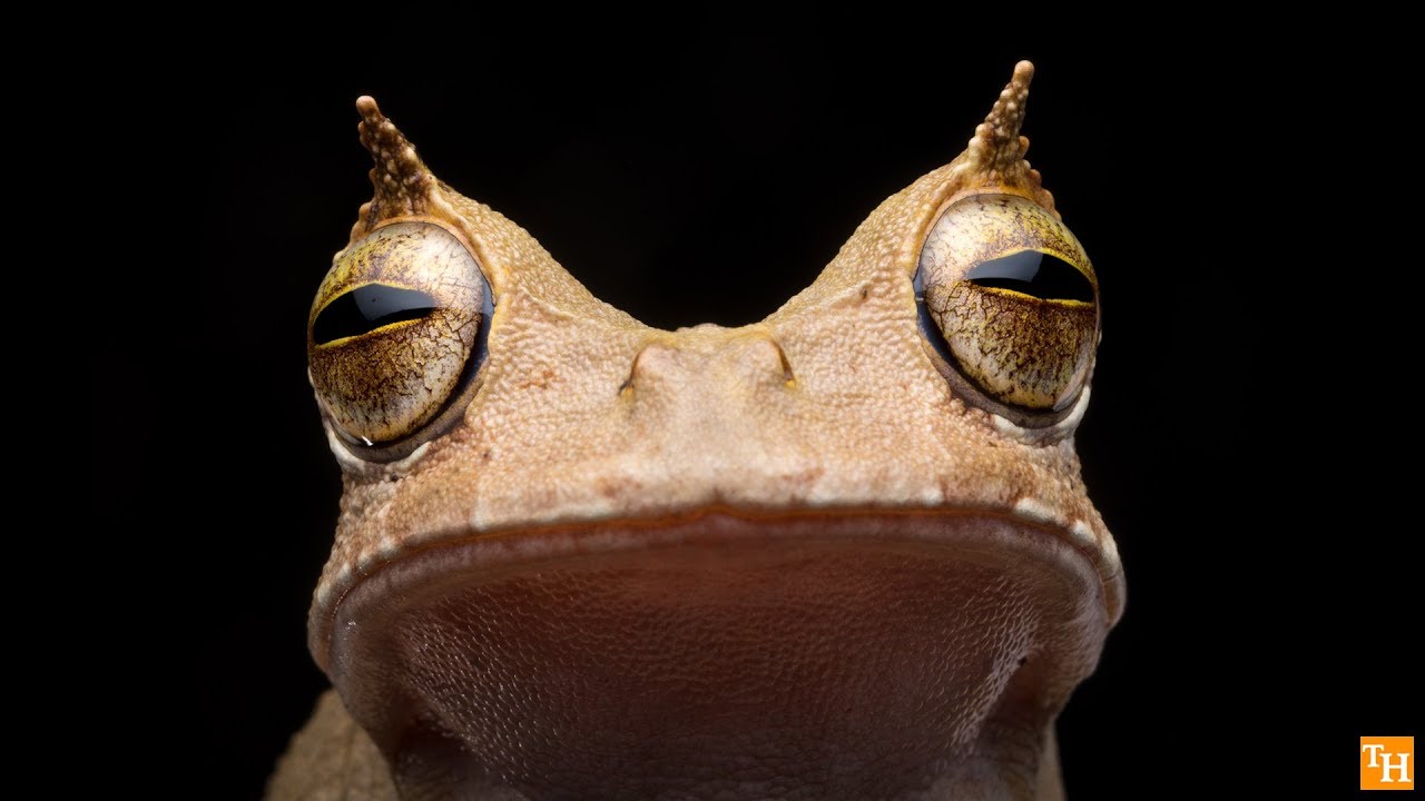 Horned Marsupial-Frog still alive in Ecuador - YouTube