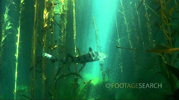 Leopard Shark