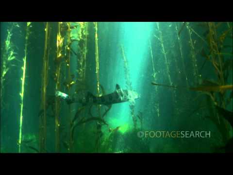 Leopard Shark