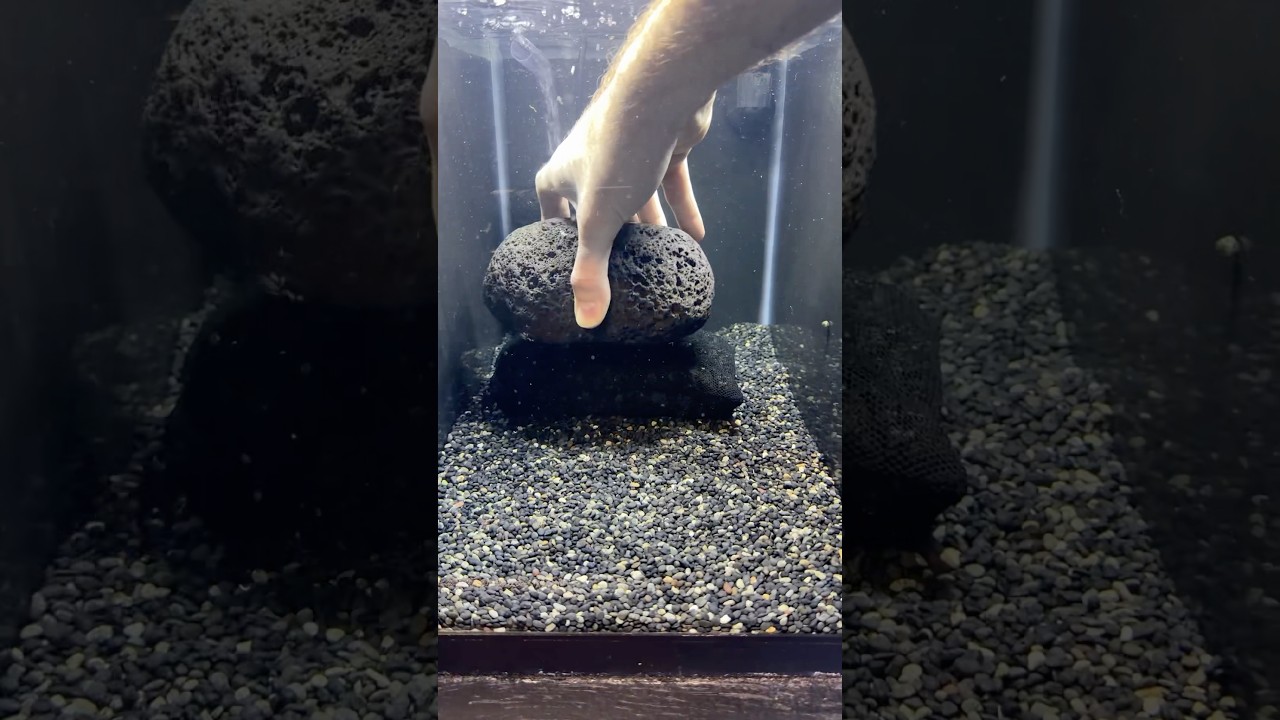 Designing a FRESH Scape Here In The Fish Room! #fishroom #aquascape #aquascaping #aquariumhobby
