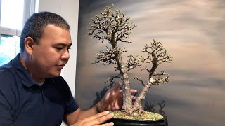 Defoliation of a portulacaria afra (dwarf jade) by Little Jade Bonsai