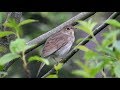 Satakieli Laulaa (Nightingale Singing) Luscinia luscinia, Обыкновенный соловей пение, Słowik szary,