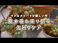 暑くてタニパト無理なので、先回りパトして夏越し対策 | 多肉植物 | エケベリア | セダム | アエオニウム