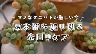 多肉植物 たまちゃ•*¨*•.¸¸♬ 多肉植物】プレミア公開✨chacha（妹）と我が家のタニパト😺✨ - YouTube
