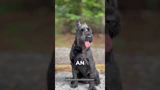 Standard Schnauzer vsGiant Schnauzer‼ #giantschnauzer #puppy #dogbreeds #schnauzer #dogtypes