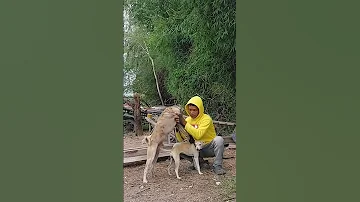 Busy Breeding Dogs 