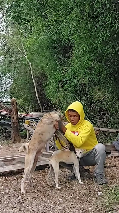 Busy breeding dogs