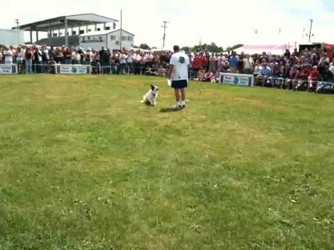 K9 Dog Frisbee Exhibition by Lawrence Frederick an...