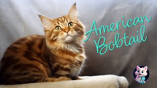American Bobtail: The Golden Retriever of the Cat World