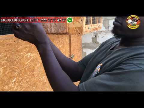 التعريف بالحمامتين البطلتين لمطلق بولنوار نواكشوط 400 كيلومتر