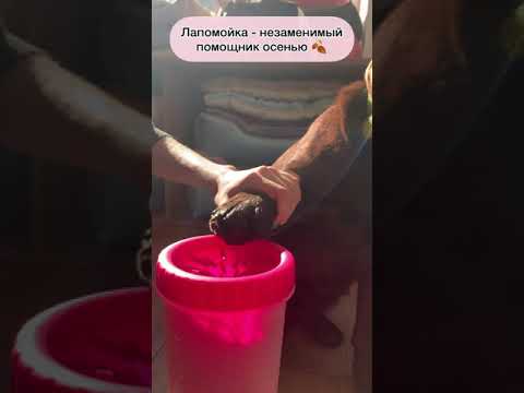 Лапомойки - нужная вещь для чистки лап. Спасение для осени!!!