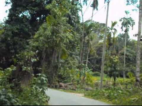 Ayam Pangang Lima Bintang  Doovi
